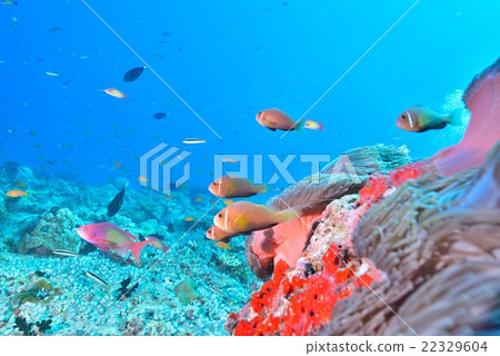 馬爾代夫海葵魚 22329604