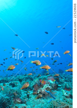 馬爾代夫海葵魚 22329608
