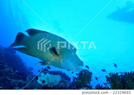 Napoleonic fish 22329683