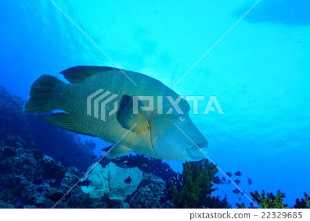 Napoleonic fish Napoleonic fish 22329685