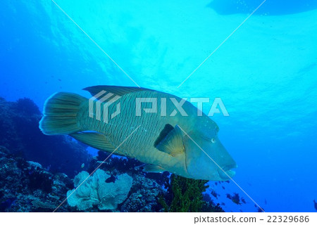 拿破崙魚 拿破崙魚 22329686