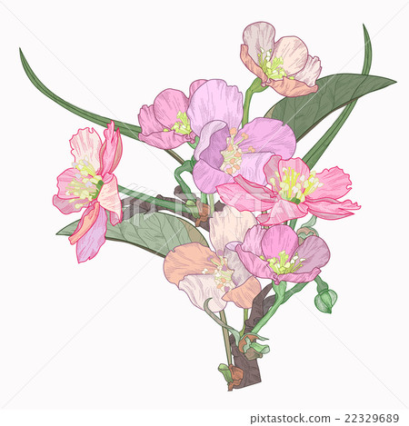 Blooming  tree hand drawn vector illustration Blooming  tree hand drawn vector illustration 22329689