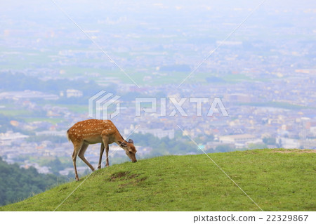 Deer of Mt. Wakakusa　 22329867