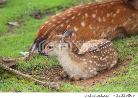 Wakakusa mountain fawn 22329869