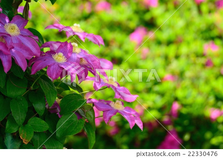 Light purple clematis Light purple clematis 22330476