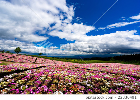 Kuju Flower Park 22330491