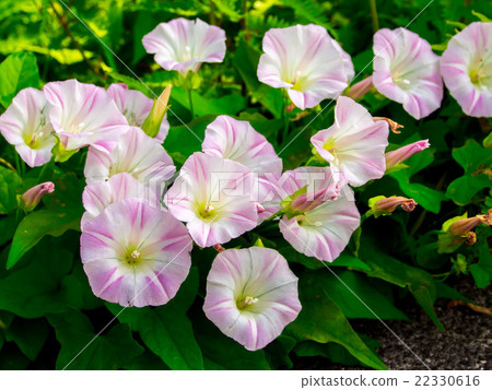 初夏_牽牛花的形象 初夏_牽牛花的形象 22330616