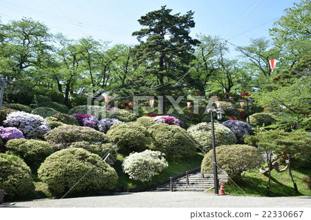 Azure city Chiaki Park杜鵑花 Azure city Chiaki Park杜鵑花 22330667