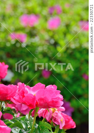 Glossy red peony 22330721