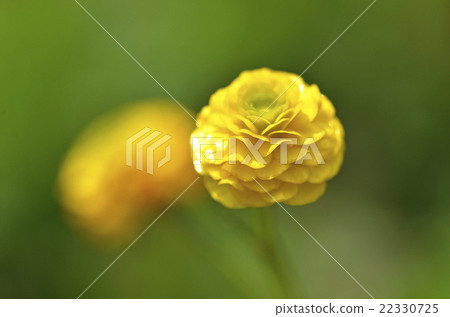 毛茛屬植物·金幣 22330725