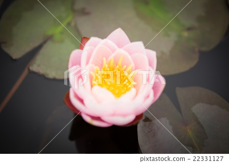 蓮花 蓮花 22331127