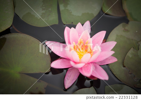 蓮花 22331128