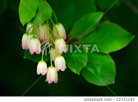 Salasa Doudin 22331285