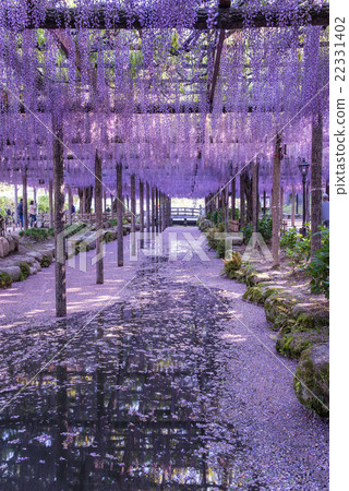 愛知縣的紫藤 22331402