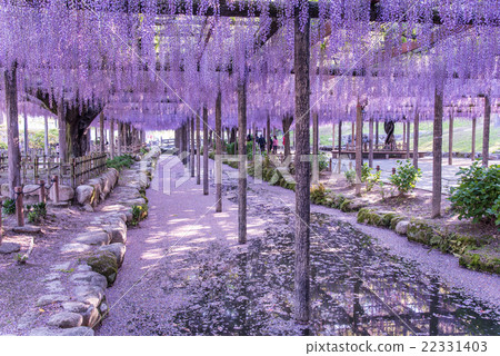 Wisteria of Aichi Tsushima 22331403