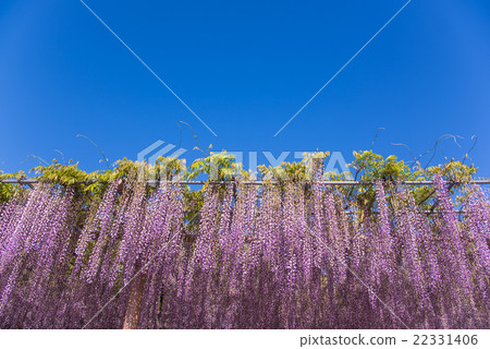 藍天和紫藤架 22331406