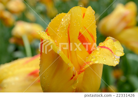 嘉年華德里奧 嘉年華德里奧 22331426