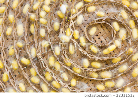 Silkworm cocoons Silkworm cocoons 22331532