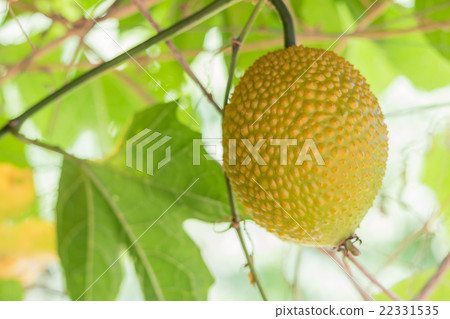 Spring Bitter Cucmber or Gac fruit 22331535