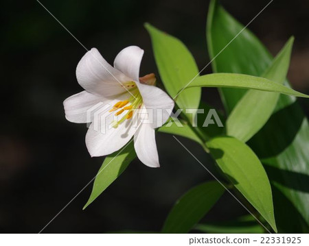 Sayuri Hime（處女座Yori） 22331925