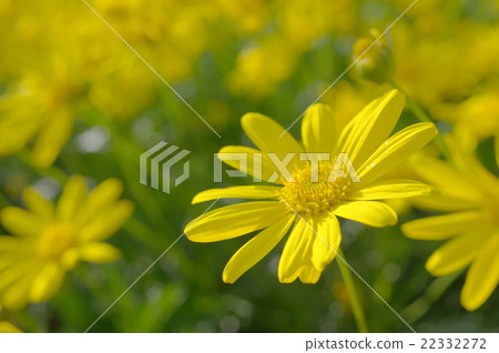 Lilyop雛菊盛開 Lilyop雛菊盛開 22332272