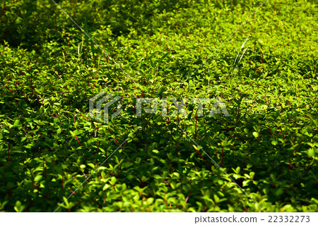 年輕葉子綠色葉子 年輕葉子綠色葉子 22332273