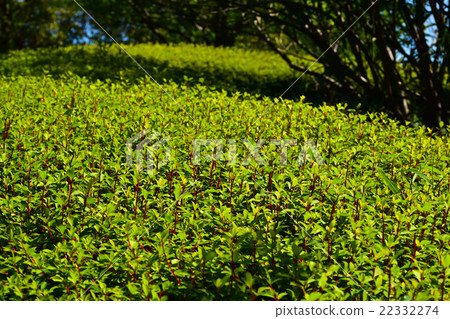 Green leaves of young leaves Green leaves of young leaves 22332274
