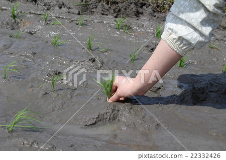 水稻種植 22332426