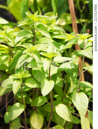 Peppermint plant 22332466