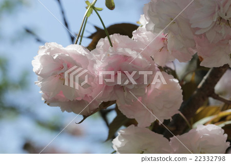 女性雕像（櫻花） 22332798