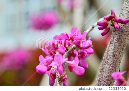 Hanazuwow in full bloom Hanazuwow in full bloom 22333010