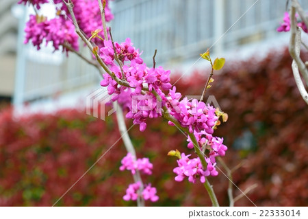 Hanazuwow in full bloom Hanazuwow in full bloom 22333014