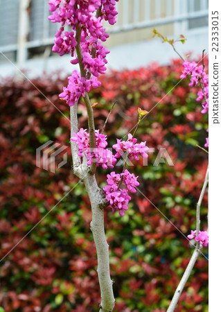 Hanazuwow in full bloom Hanazuwow in full bloom 22333015