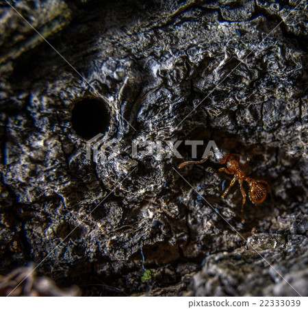 Little brown ant Little brown ant 22333039