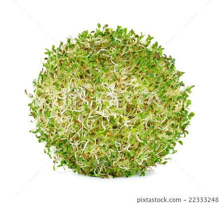 alfalfa sprouts on white background alfalfa sprouts on white background 22333248