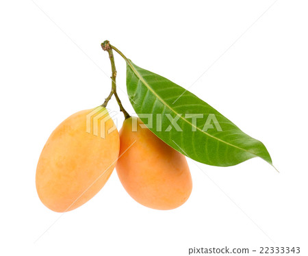 Marian plum thai fruit isolated on white Marian plum thai fruit isolated on white 22333343