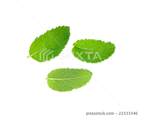 Fresh mint isolated on the white background Fresh mint isolated on the white background 22333346