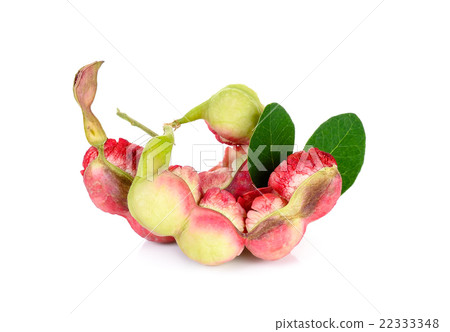 Manila tamarind fruit isolated on white background 22333348