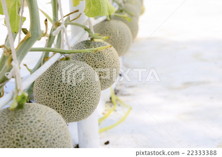 Cantaloupe melon growing in a greenhouse 22333388