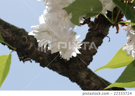 Ichihara Torao's Tail (Sakura) 22333724