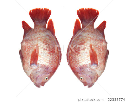 Tub Tim  Fresh fish 22333774