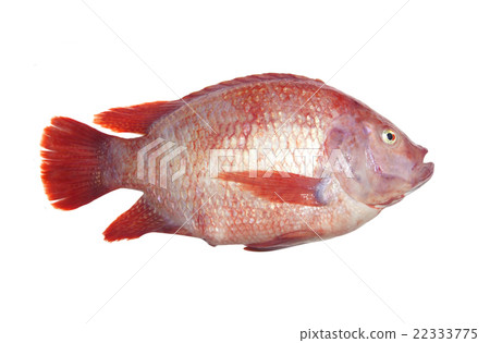 Tub Tim  Fresh fish 22333775