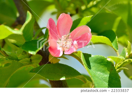 Karin's flower 22333837