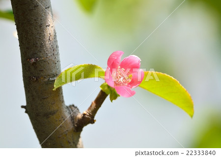 卡琳的花 卡琳的花 22333840