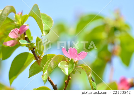 卡琳的花 22333842