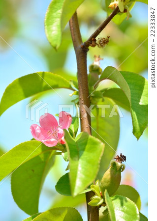 卡琳的花 22333847