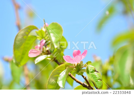 卡琳的花 22333848