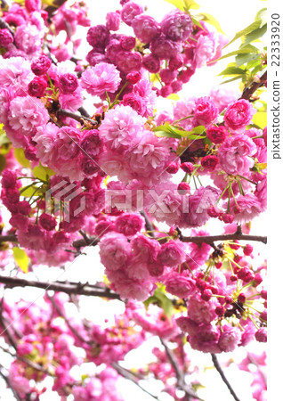 Osaka · Mints cherry blossom "Matsumae Kureidori" Osaka · Mints cherry blossom "Matsumae Kureidori" 22333920