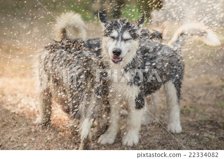 siberian husky puppy shakes the water off its coat 22334082