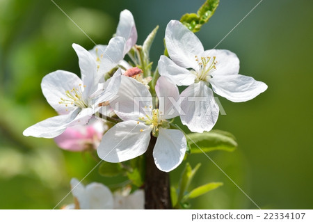 蘋果花 22334107